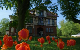 Tulpen am Ahlemer Turm