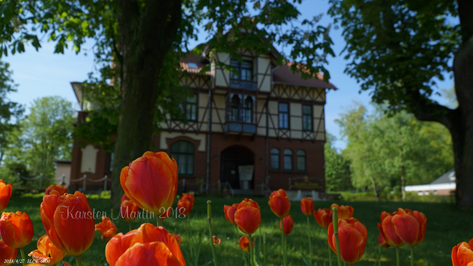 Tulpen am Ahlemer Turm